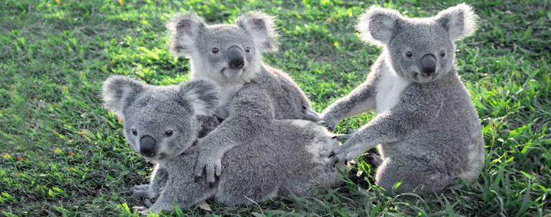 Photo From Lone Pine Koala Sanctuary Facebook Page